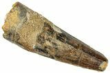 Fossil Spinosaurus Tooth - Real Dinosaur Tooth #296538-1